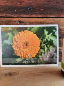 Essenz Ringelblume